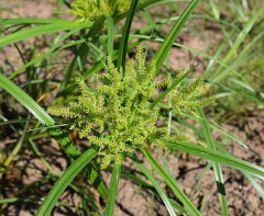 Cyperus erythrorhizos Redroot Flatsedge