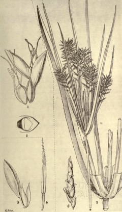 Cyperus giganteus Piripiri, Mexican Papyrus