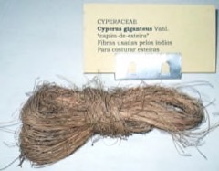 Cyperus giganteus Piripiri, Mexican Papyrus