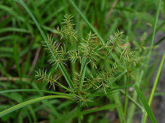 Cyperus odoratus Fragrant or rusty flatsedge