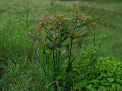 Cyperus odoratus Fragrant or rusty flatsedge