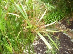 Cyperus textilis Flat sedge, Basket grass,
