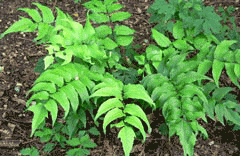 Cyrtomium falcatum Holly Fern, Japanese netvein hollyfern, Japanese Holly