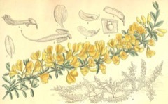 Cytisus decumbens Prostrate Broom