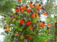 Dacrycarpus dacrydioides Kahikatea