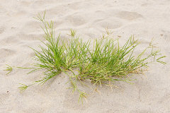 Dactyloctenium aegyptium Crowfoot grass