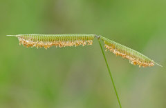 Dactyloctenium aegyptium Crowfoot grass