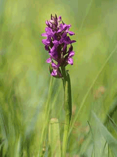 Dactylorhiza incarnata Marsh Orchid