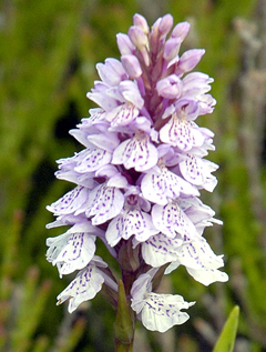 Dactylorhiza maculata Spotted Orchid