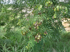 Dalbergia greveana Madagascar Rosewood