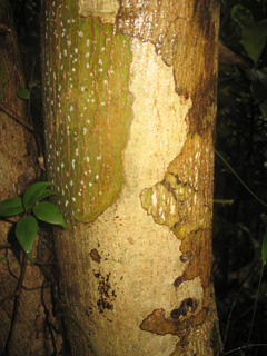 Dalbergia louvelii Andramena, Volombodipona, Violet rosewood