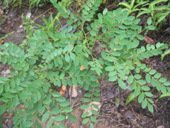 Dalbergia louvelii Andramena, Volombodipona, Violet rosewood
