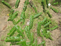 Dalbergia monticola Hazovola, tsiandalana, voamboana