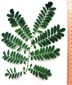 Dalbergia nigra Brazilian Rosewood