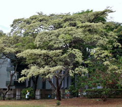 Dalbergia nigra Brazilian Rosewood