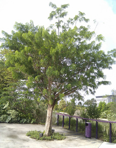 Dalbergia oliveri Redwood