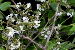 Dalbergia retusa Cocobolo