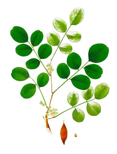 Dalbergia latifolia Black Rosewood, East Indian Rosewood, Kala sheeshan, Satisal
