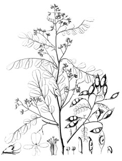 Dalbergia melanoxylon African Blackwood, Grenadilla, Mpingo