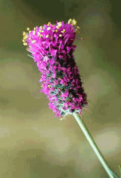Dalea purpurea Purple Prairie Clover