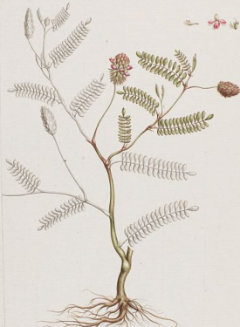 Dalea foliolosa Leafy prairie-clover