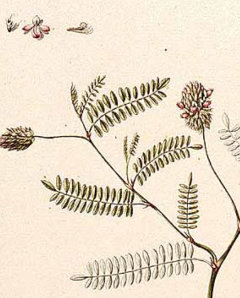 Dalea foliolosa Leafy prairie-clover
