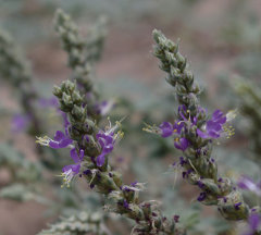 Dalea lanata Woolly Parosella
