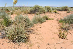Dalea lanata Woolly Parosella