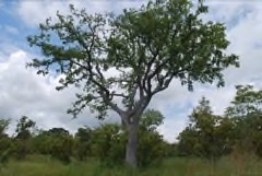 Daniellia oliveri African Copaiba Balsam Tree