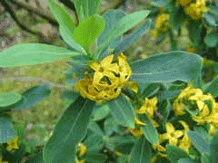 Daphne pseudomezereum 