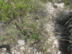 Dasylirion texanum Texas sotol