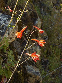 Delphinium nudicaule Red Larkspur, Larkspur