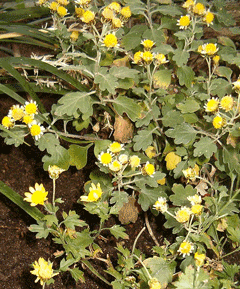 Chrysanthemum indicum Chrysanthemum
