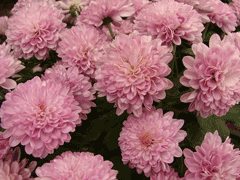 Dendranthema x grandiflorum Chrysanthemum, Cut Mum, Garden Mum, Pot Mum, Florist