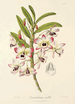 Dendrobium nobile 