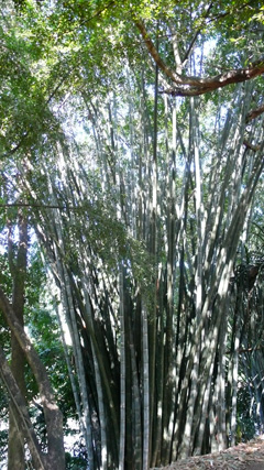 Dendrocalamus giganteus Giant Bamboo, Bhalu bans, Dhungre bans