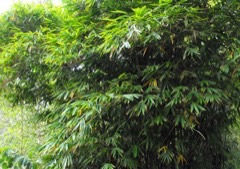 Dendrocalamus brandesii Velvet Leaf Bamboo, Clumping Bamboo