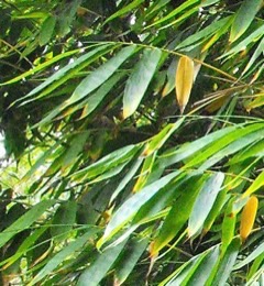 Dendrocalamus brandesii Velvet Leaf Bamboo, Clumping Bamboo