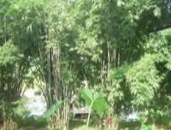 Dendrocalamus hookeri Bhalu bans, Bhutan Green Bamboo