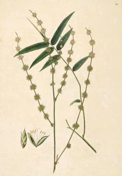 Dendrocalamus strictus Male Bamboo. Calcutta Stricta or Bamboo