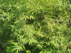 Dendrocalamus strictus Male Bamboo. Calcutta Stricta or Bamboo
