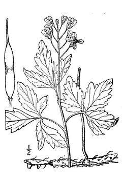 Dentaria maxima Large Toothwort