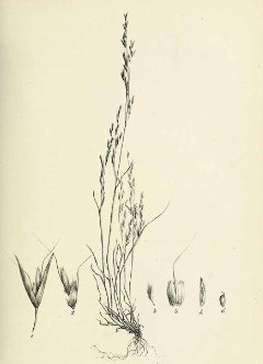 Deschampsia danthonioides Annual Hairgrass