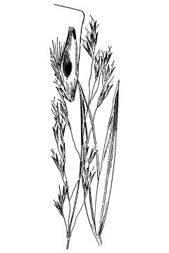 Deschampsia danthonioides Annual Hairgrass