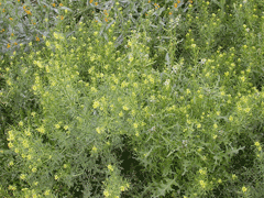 Sisymbrium Tansy Mustard,  Western tansymustard, Menzies