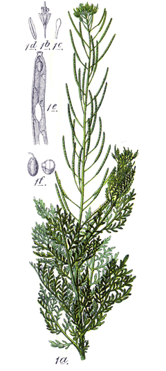 Descurainia sophia Flixweed, Herb sophia