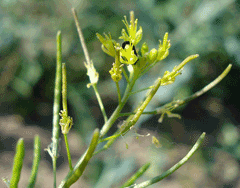 Descurainia sophia Flixweed, Herb sophia