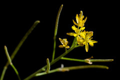Descurainia obtusa Desert Tansymustard