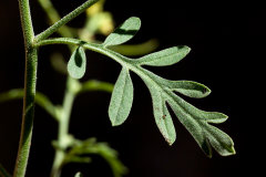 Descurainia obtusa Desert Tansymustard