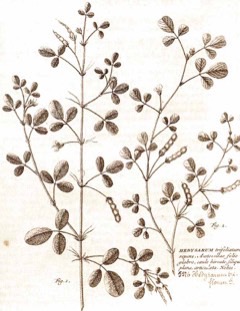 Desmodium triflorum Three-flower beggarweed, Three-flower tick-trefoil